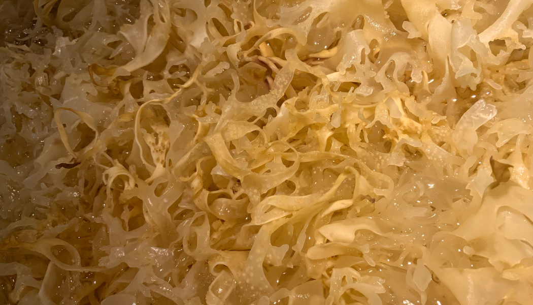RARE WildCrafted GOLD Peruvian INCA SEA MOSS GEL