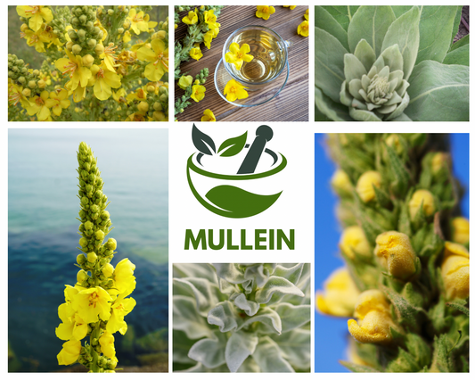 Mullein Capsules